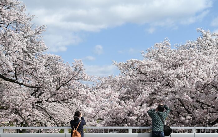 Yamabon Cherry Blossoms 5005234 1920