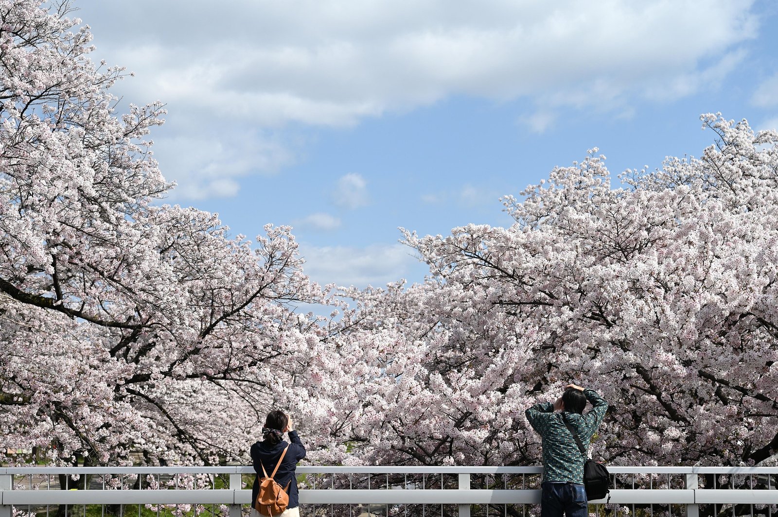 Yamabon Cherry Blossoms 5005234 1920